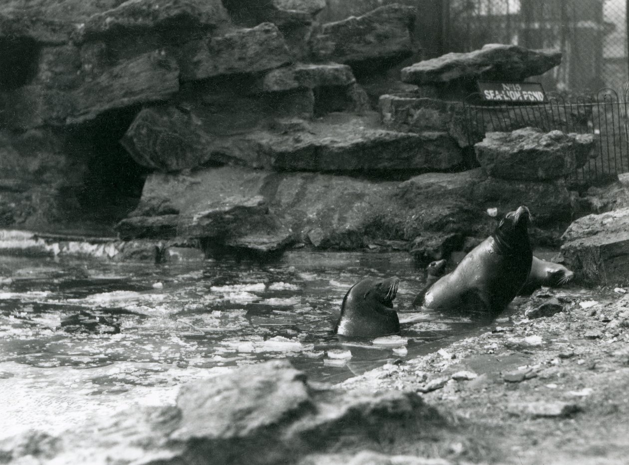 Californische zeeleeuwen met ijs op hun zwembad, London Zoo door Frederick William Bond