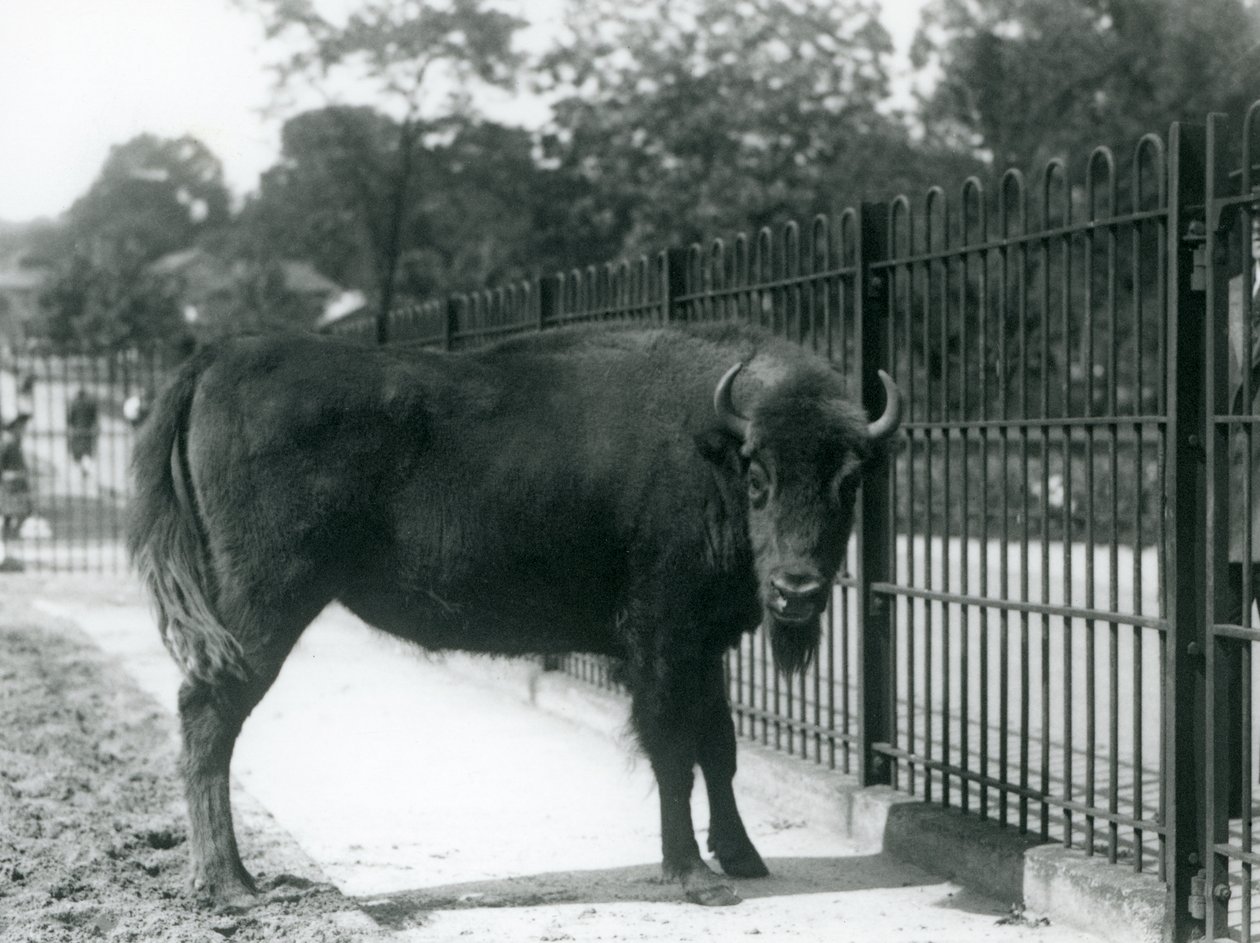 Europese Bison Georgina bij de tralies van haar verblijf, London Zoo, 12 augustus 1926 door Frederick William Bond