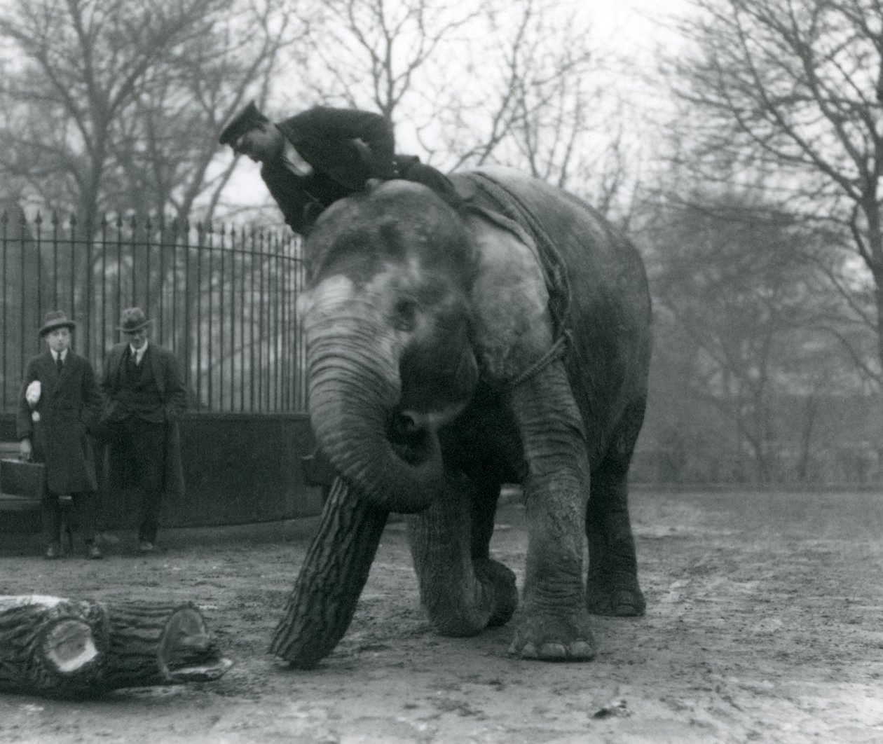 Vrouwelijke Aziatische olifant, 