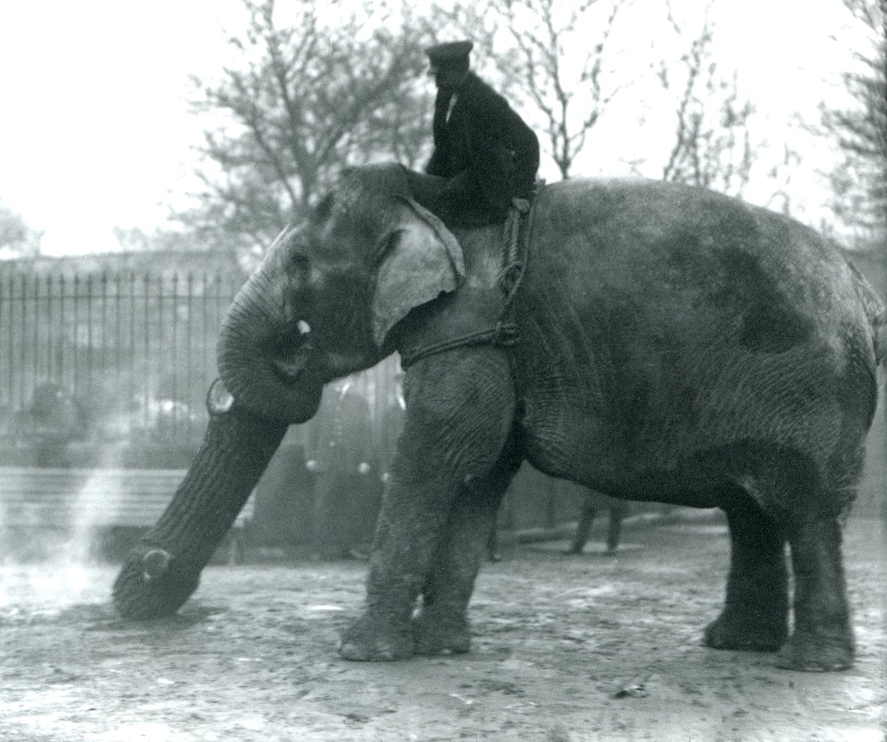 Vrouwelijke Aziatische olifant, 