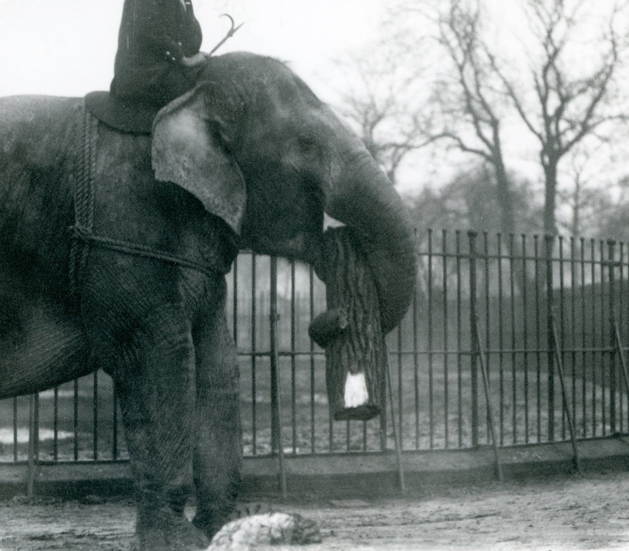 Vrouwelijke Aziatische olifant, Indiarani, verplaatst hout met haar slurf, terwijl haar verzorger op haar rug zit en haar dirigeert, London Zoo, 1925 door Frederick William Bond