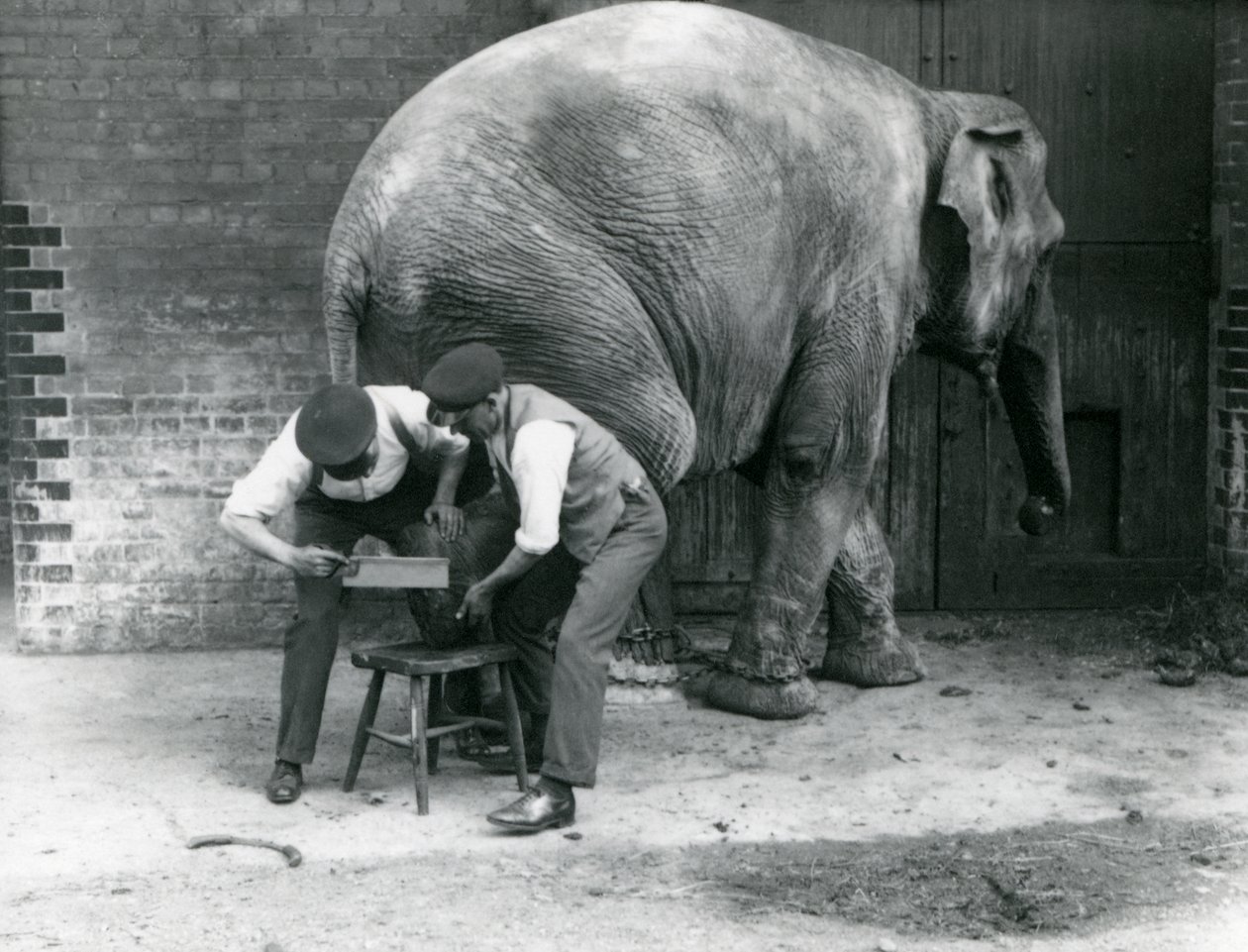 Vrouwelijke Aziatische olifant Sundermalah krijgt haar voeten verzorgd door haar verzorgers in de London Zoo, augustus 1926 door Frederick William Bond