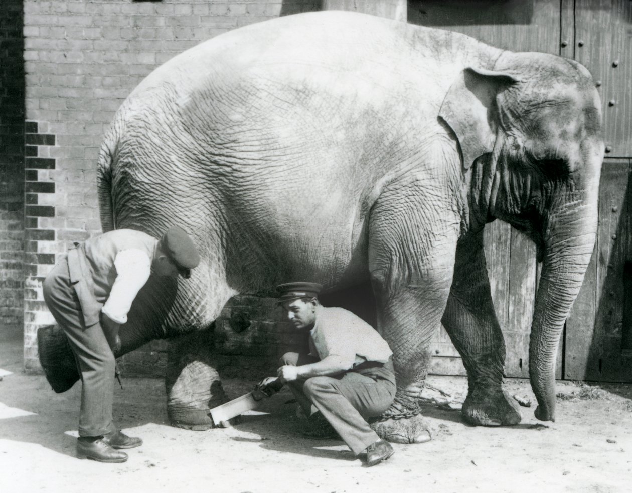 Vrouwelijke Aziatische olifant Sundermalah krijgt haar voeten verzorgd door haar verzorgers in de London Zoo, augustus 1926 door Frederick William Bond
