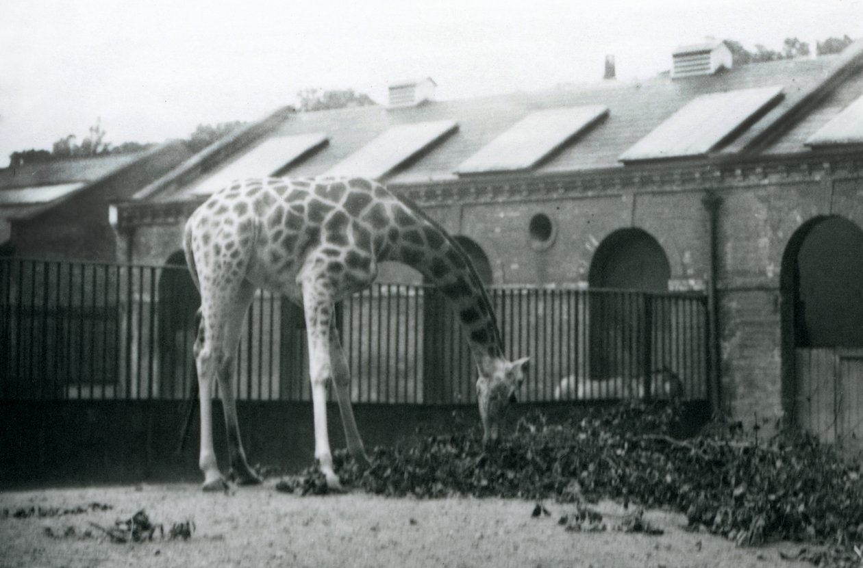 Vrouwelijke giraffe 