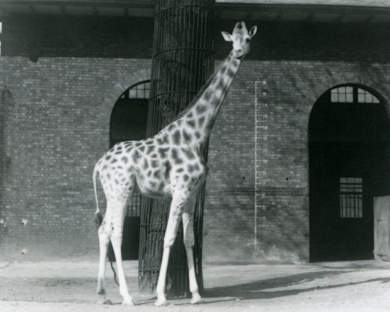Vrouwelijke giraffe, 