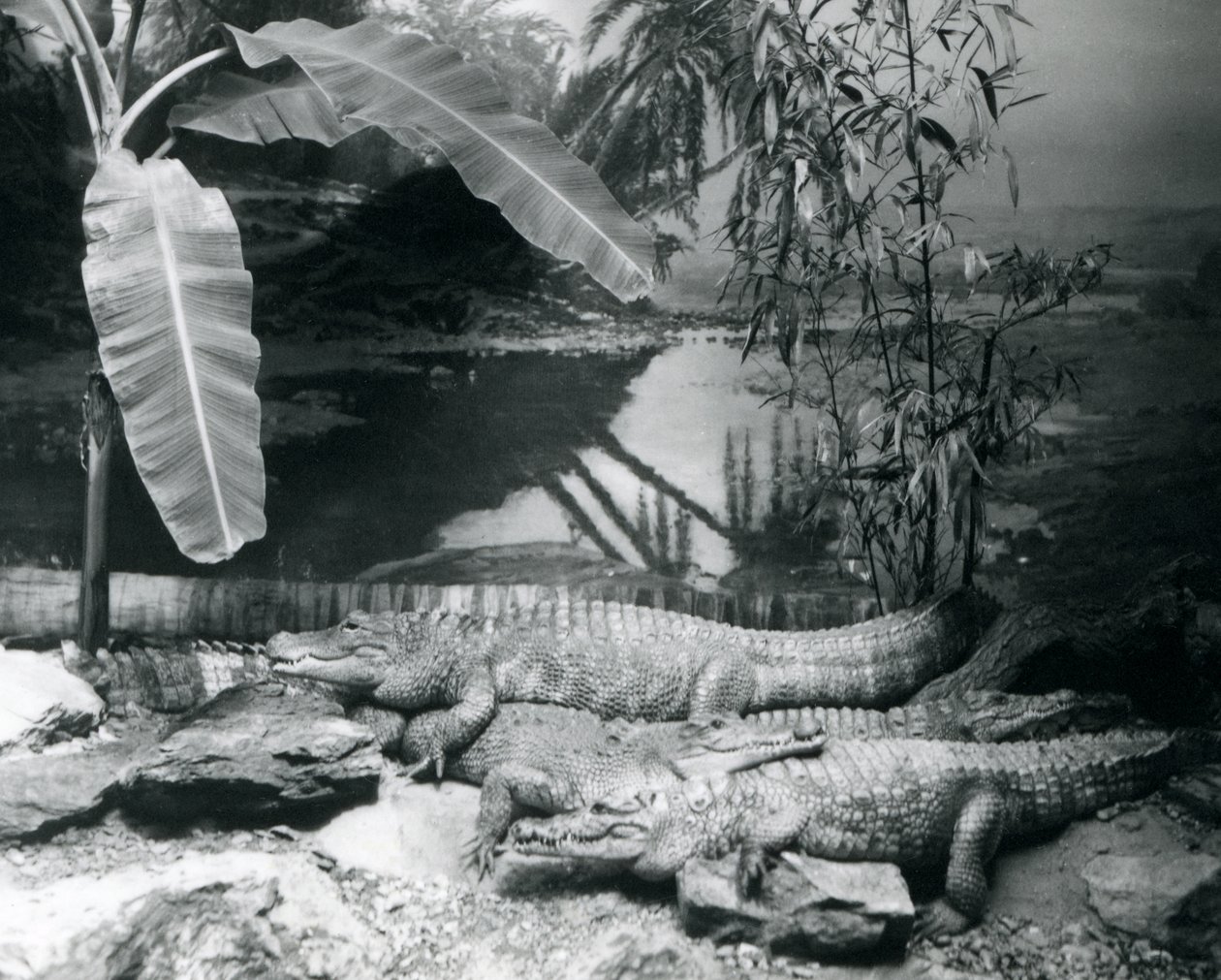 Vier alligators, in een panoramische setting met een bananenboom, in de London Zoo in 1929 door Frederick William Bond