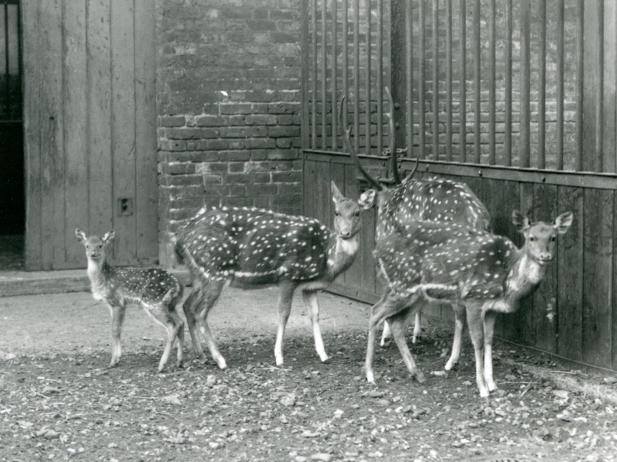 Vier Axis-herten, waaronder een bok met gewei en een hertenkalf, in de London Zoo in 1926 door Frederick William Bond