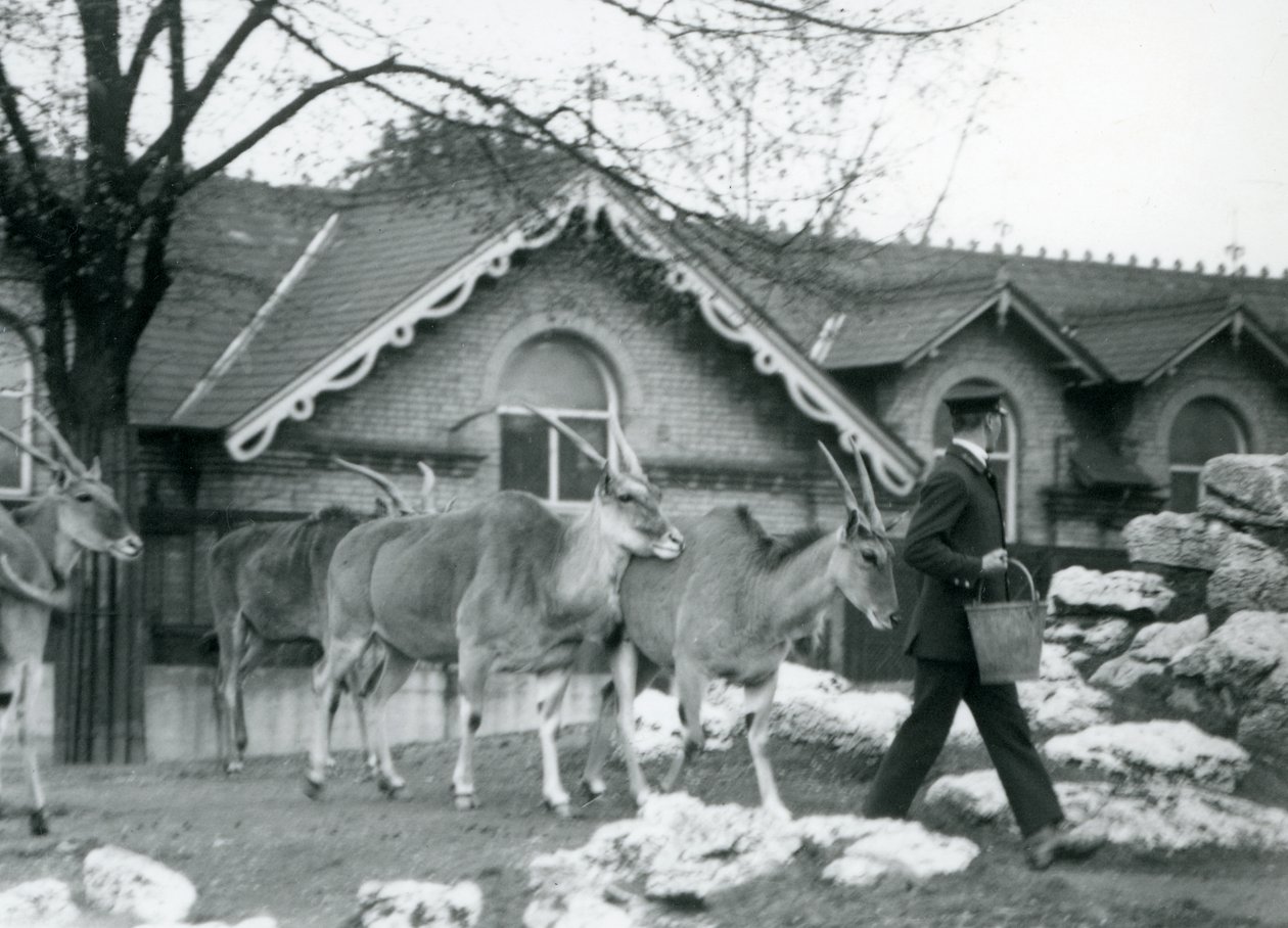 Vier Elanden volgen hun verzorger, tijdens voedertijd, in de paddock buiten het Antelope House, London Zoo, juni 1925 door Frederick William Bond
