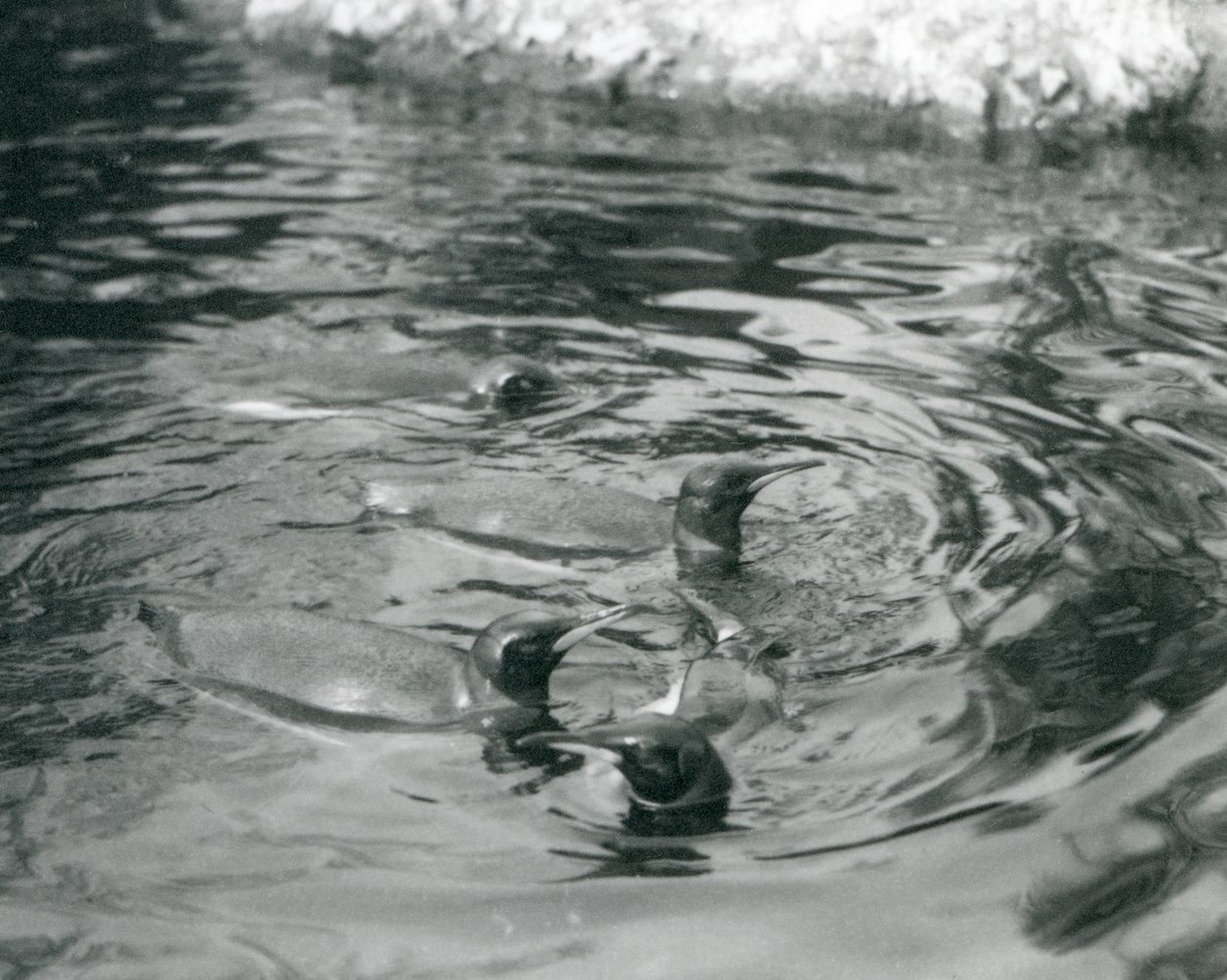 Vier koningspinguïns zwemmend in hun zwembad in de London Zoo, juni 1927 door Frederick William Bond