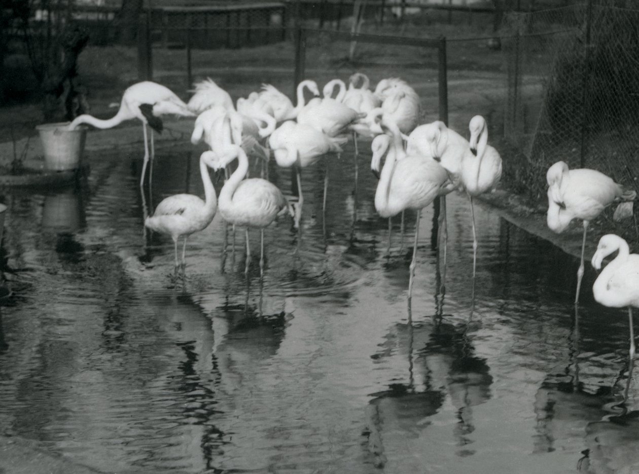 Grote Flamingo