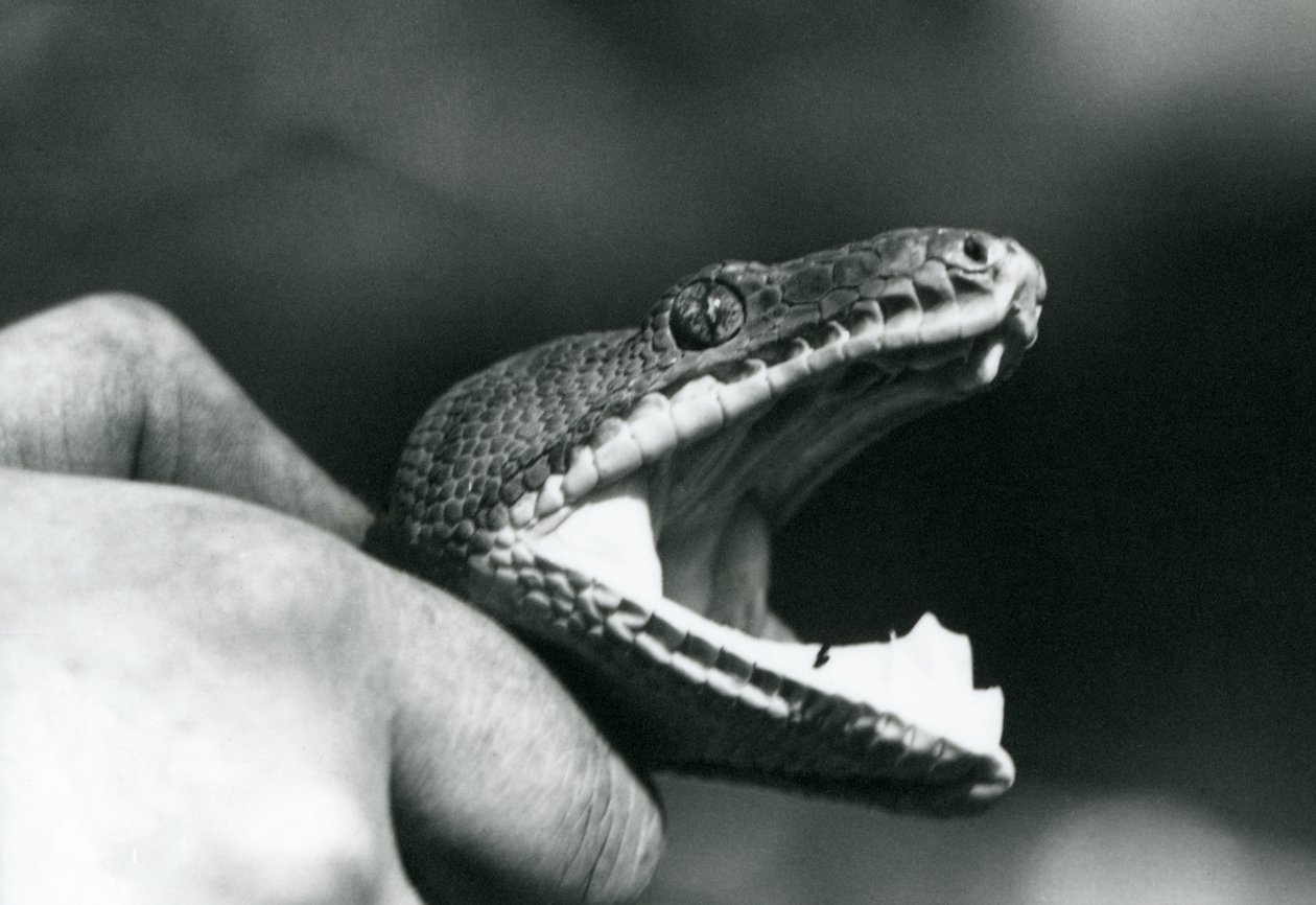 Hoofd van een Smaragdboomboa, met zijn mond open, vastgehouden bij de nek door zijn verzorger, London Zoo door Frederick William Bond