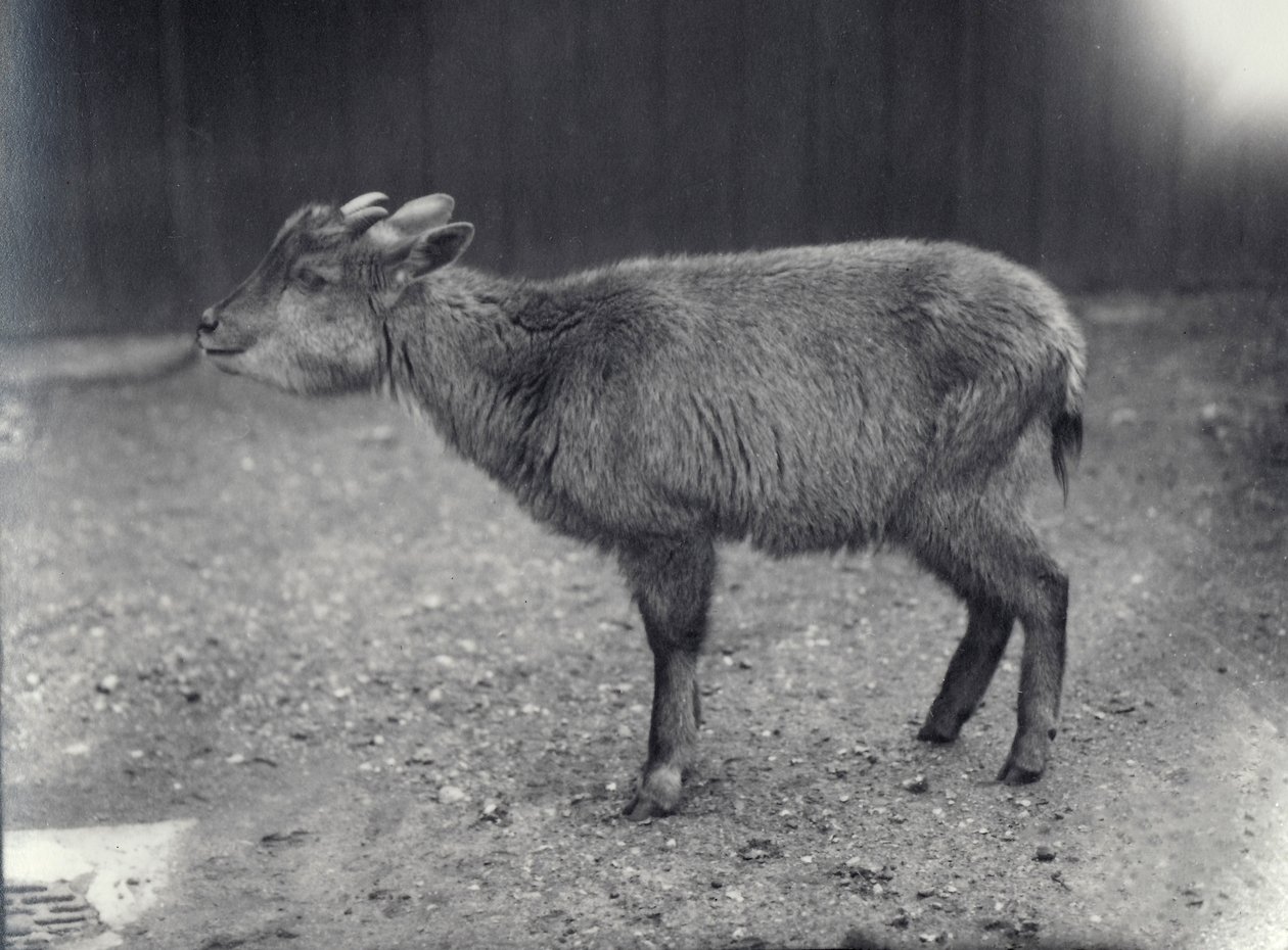 Himalaya Goral in de London Zoo, 1914 door Frederick William Bond