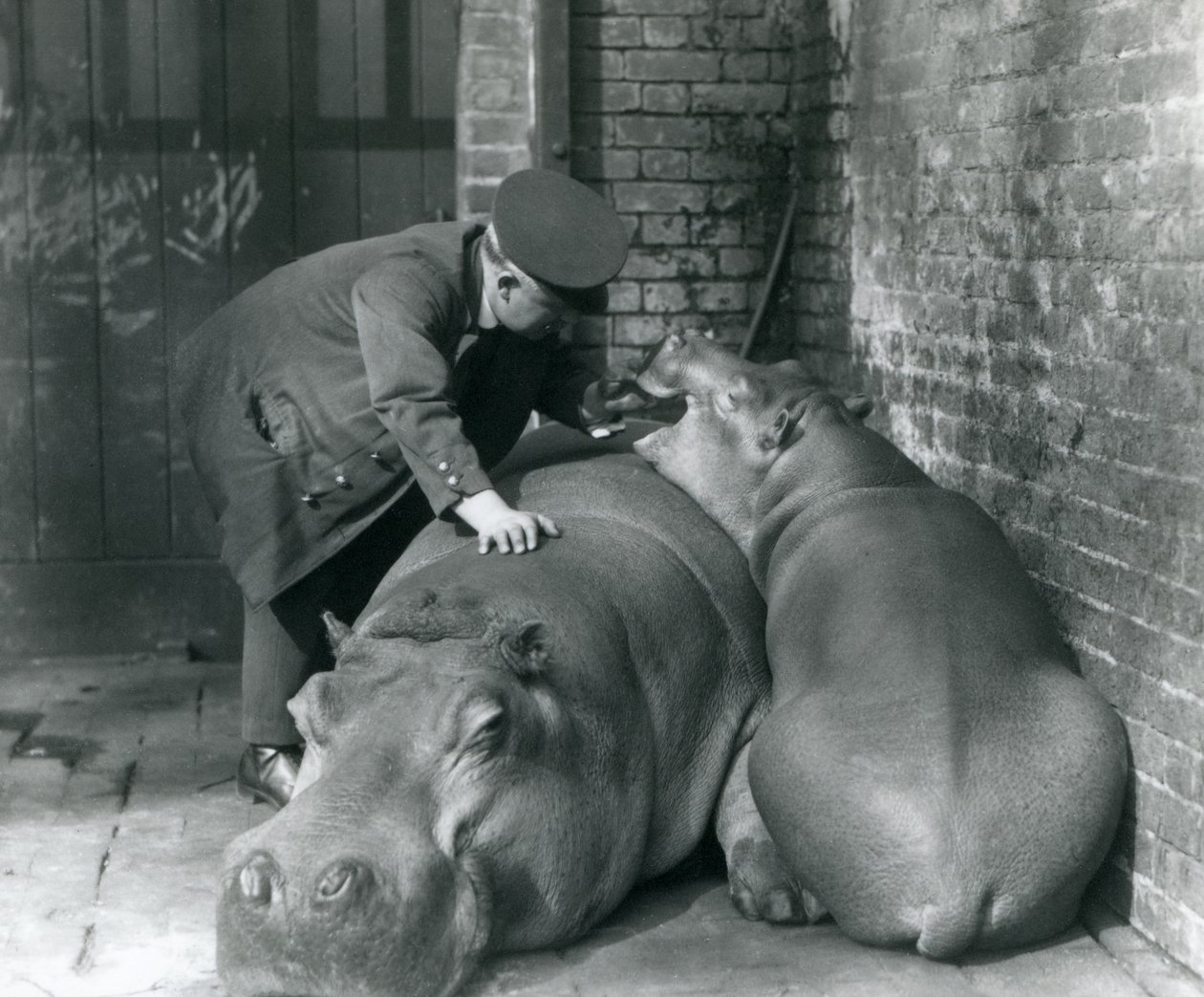 Nijlpaarden Joan en Jimmy in London Zoo in 1927 door Frederick William Bond