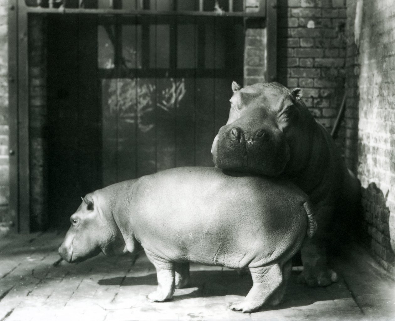 Nijlpaarden Joan en Jimmy in de London Zoo in 1927 door Frederick William Bond