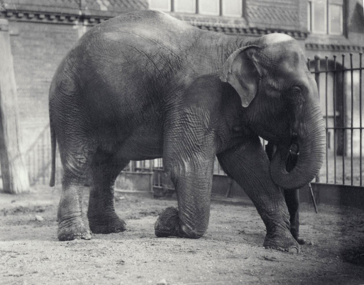 Indiase Olifant, Assam Lukhi, knielend met verzorger in de Londense Dierentuin, april 1914 door Frederick William Bond
