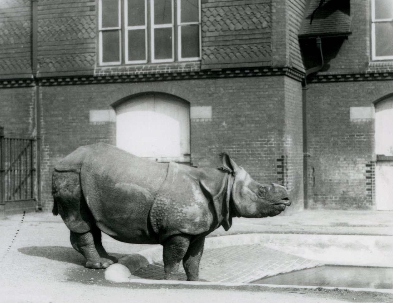Indische neushoorn Felix staat aan de rand van zijn zwembad in de London Zoo in 1927 door Frederick William Bond
