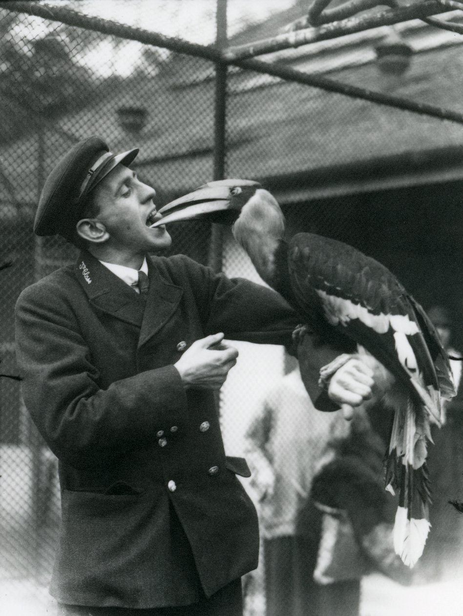 Verzorger T. Raggett voedt een Grote Indische Neushoornvogel met een vrucht in zijn mond. London Zoo 1924 door Frederick William Bond