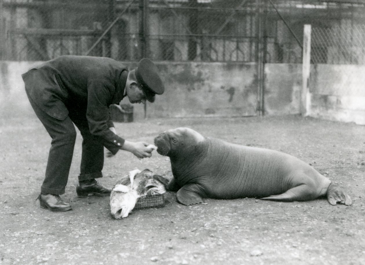 Verzorger Arthur Chandler voert vis aan een jonge walrus, London Zoo, 1924 door Frederick William Bond