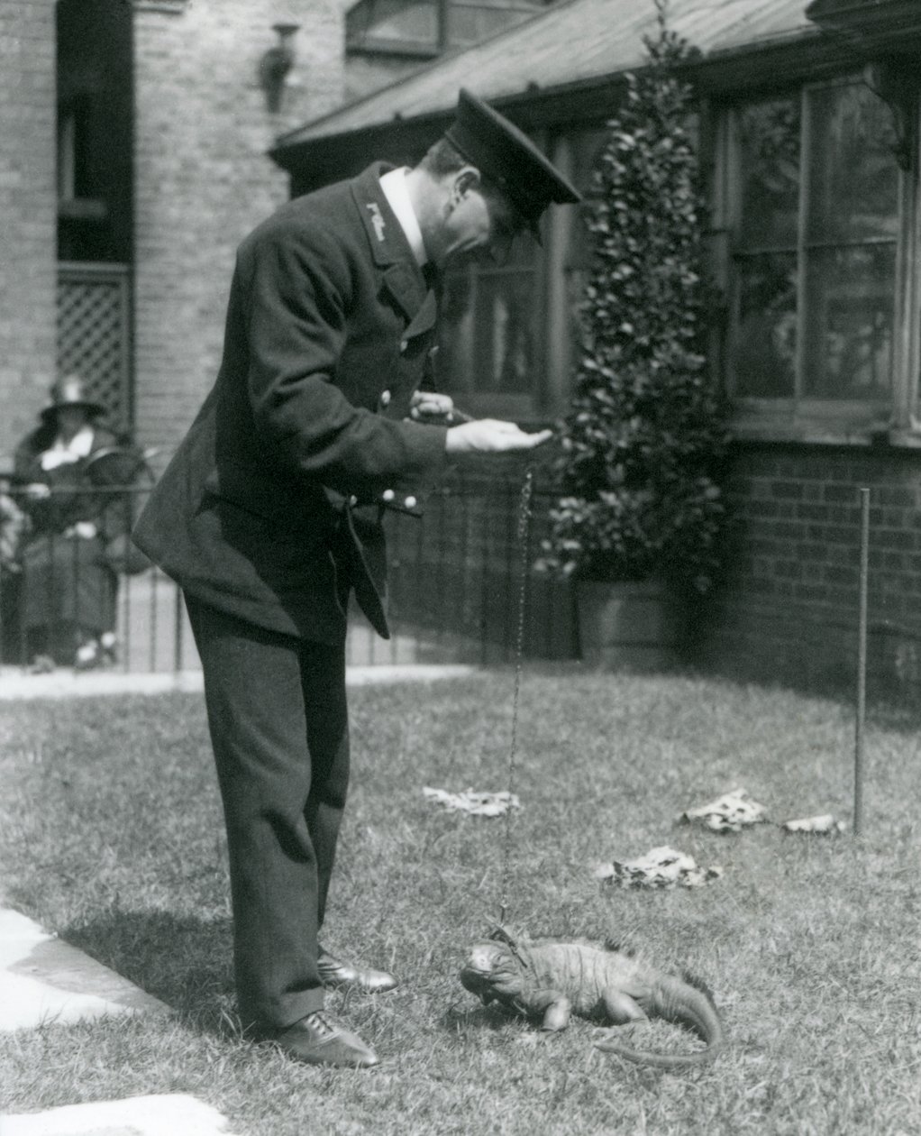 Verzorger Collins op een grasveld in de Londense dierentuin met een bewolkte rotsleguaan aan een lijn, Londense dierentuin, 1924 door Frederick William Bond