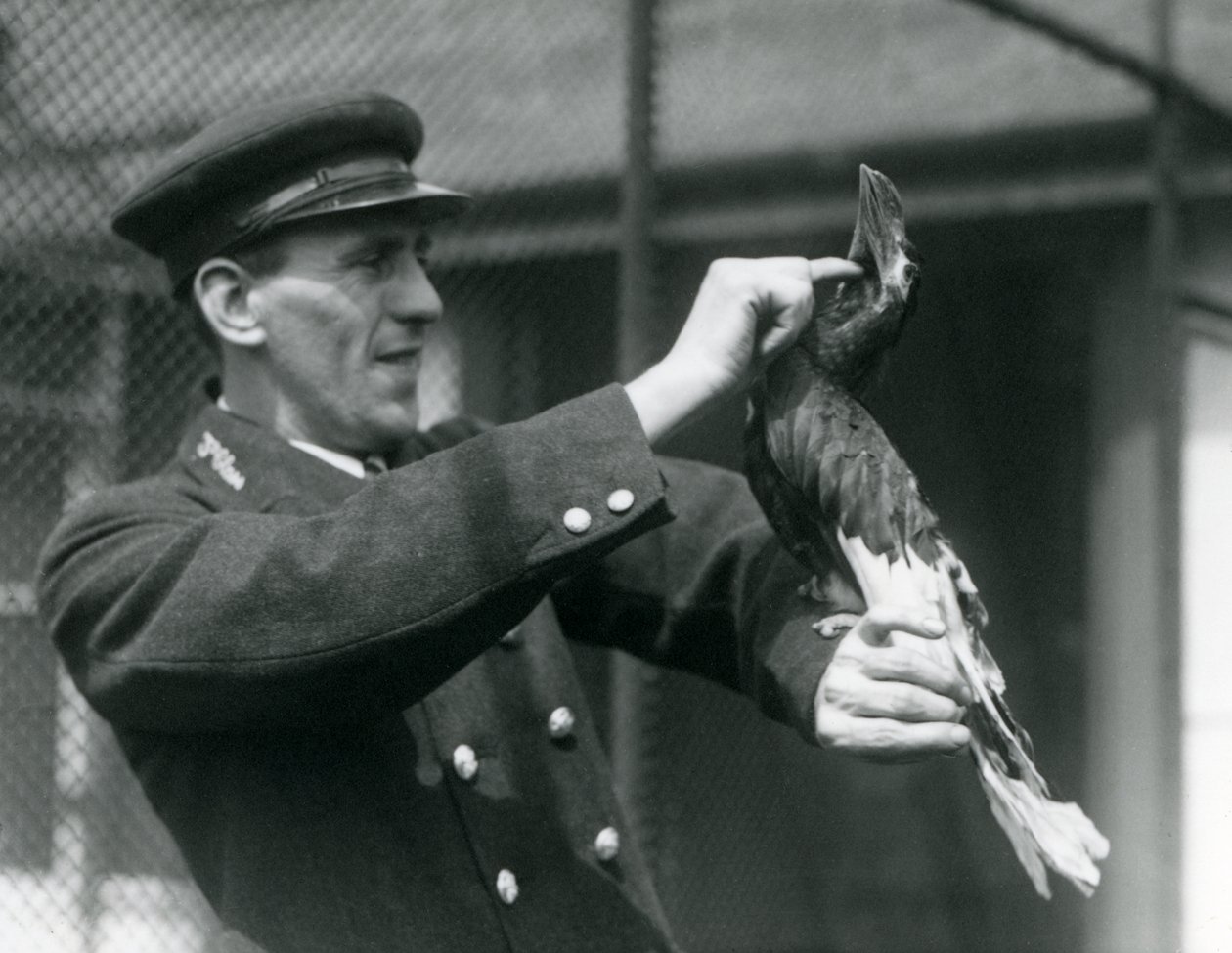 Verzorger Thomas Raggett aait een Grote Indische Neushoornvogel onder zijn snavel, London Zoo door Frederick William Bond