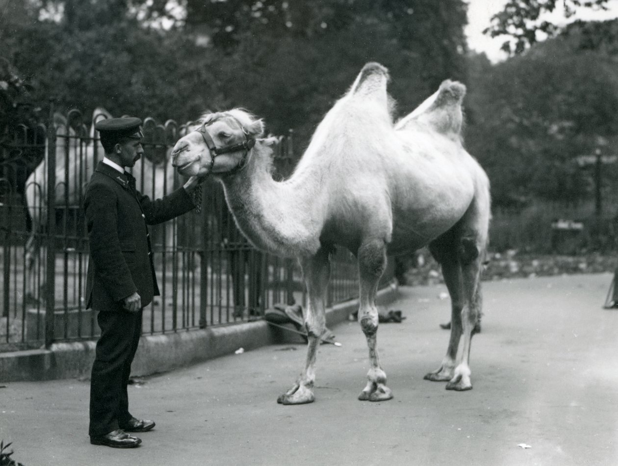 Keeper W. Styles met een Bactrische kameel in de dierentuin van Londen, juli 1914 door Frederick William Bond