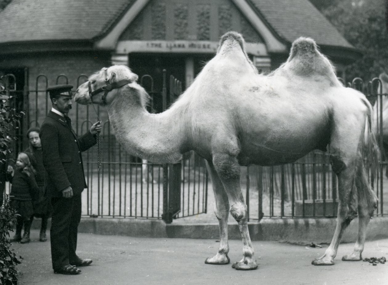 Beheerder W. Styles, met een Bactrische kameel, buiten het Llama House in de dierentuin van Londen, juli 1914 door Frederick William Bond