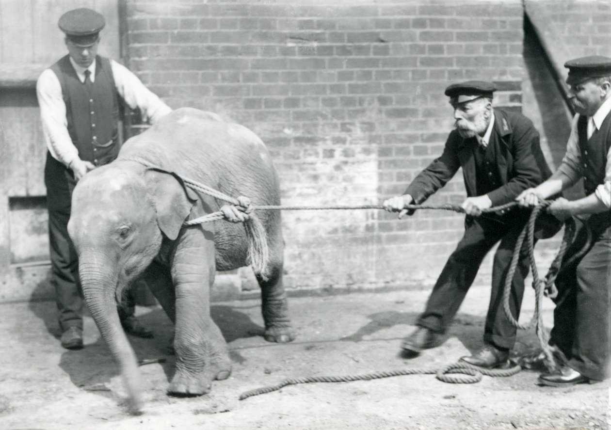 Verzorgers A. Church, Charles Eyles en H. Robertson proberen een baby Aziatische Olifant aan een touw te leiden, London Zoo door Frederick William Bond