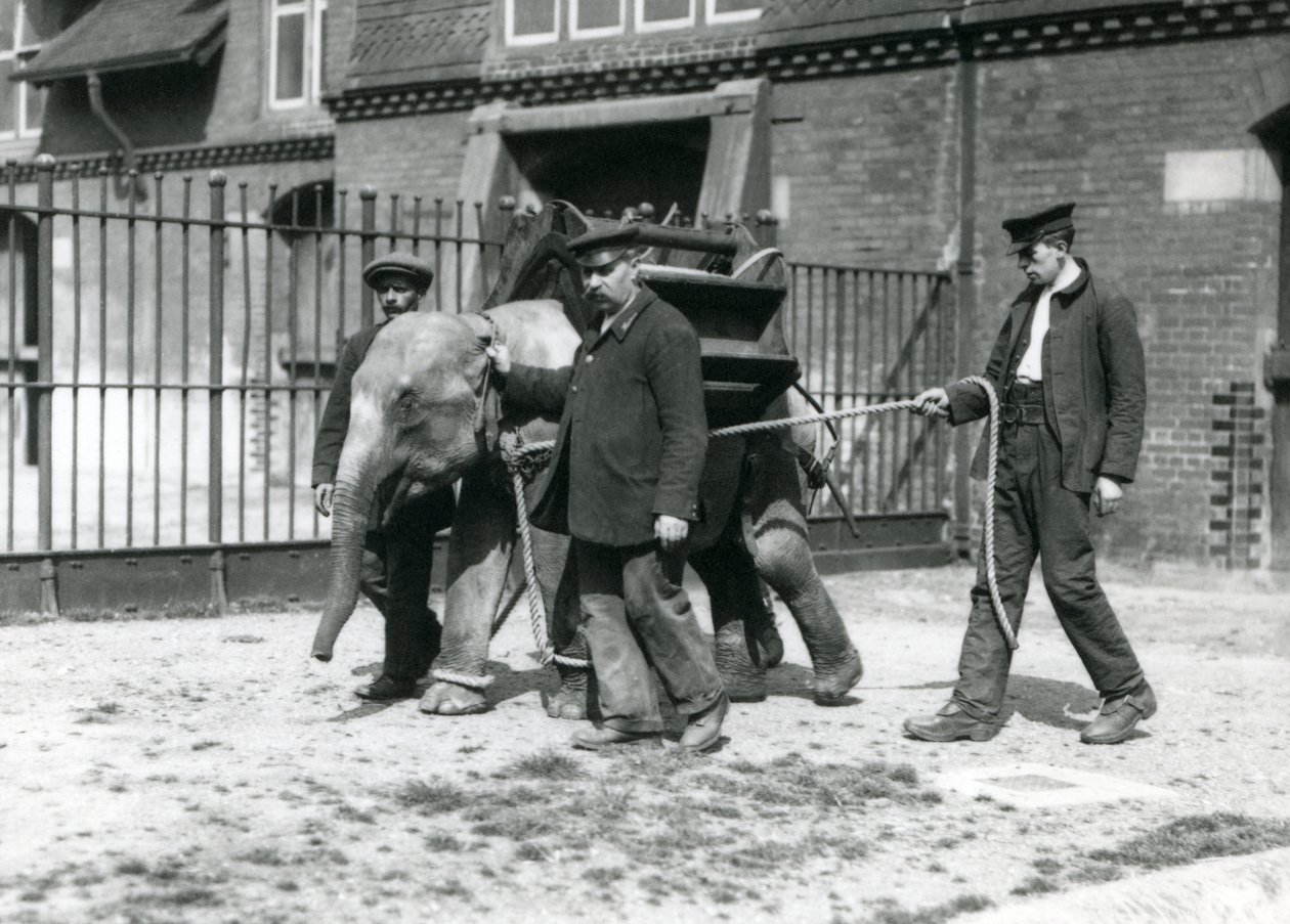 Verzorgers Jack Milbourne, H Robertson en Thomas trainen een jonge Aziatische Olifant, London Zoo, mei 1922 door Frederick William Bond