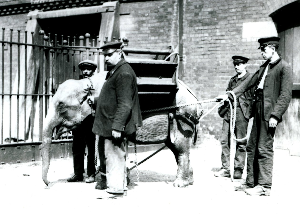 Verzorgers Jack Milbourne, H Robertson en Thomas trainen een jonge Aziatische Olifant, London Zoo, mei 1922 door Frederick William Bond