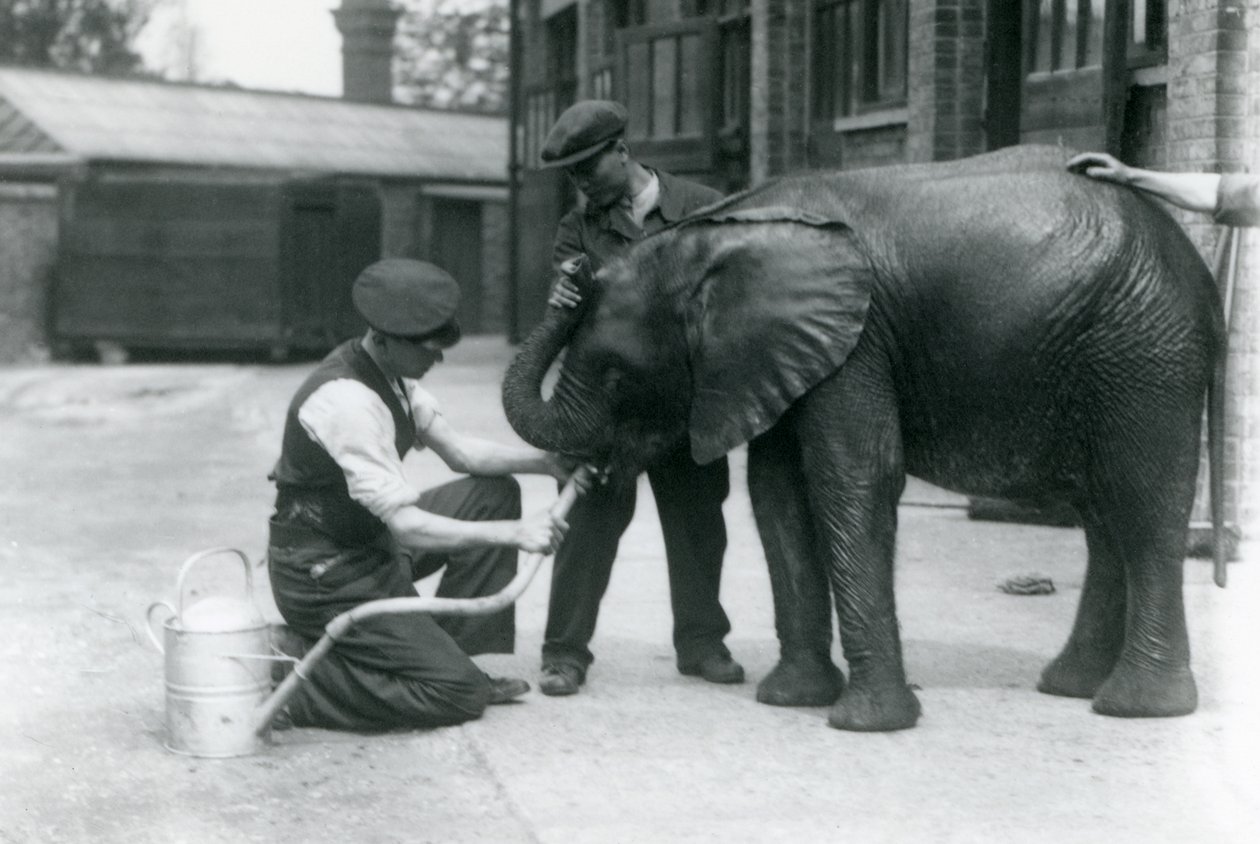 Verzorgers helpen de jonge mannelijke Afrikaanse olifant Kiberenge te drinken uit een slang die aan een gieter is bevestigd, Londense dierentuin, juli 1924 door Frederick William Bond