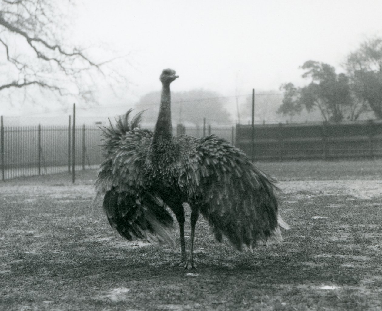 Mannelijke roepweergave door een grotere nandoe, London Zoo door Frederick William Bond