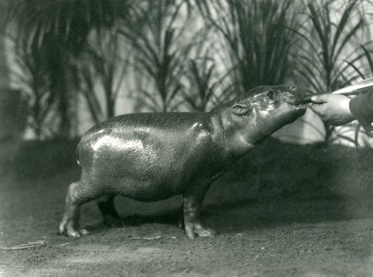 Percy, een jonge Dwergnijlpaard, met de hand gevoerd in de London Zoo, november 1923 door Frederick William Bond