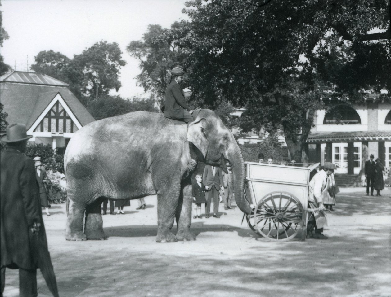 Syed Ali rijdt op Indiarani achter een kruiwagen, London Zoo, oktober 1925 door Frederick William Bond