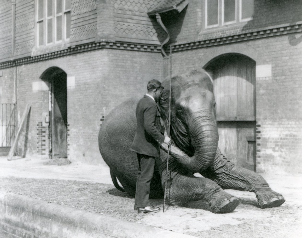 Syed Ali traint Indiarani voor het Olifantenhuis, London Zoo, augustus 1923 door Frederick William Bond