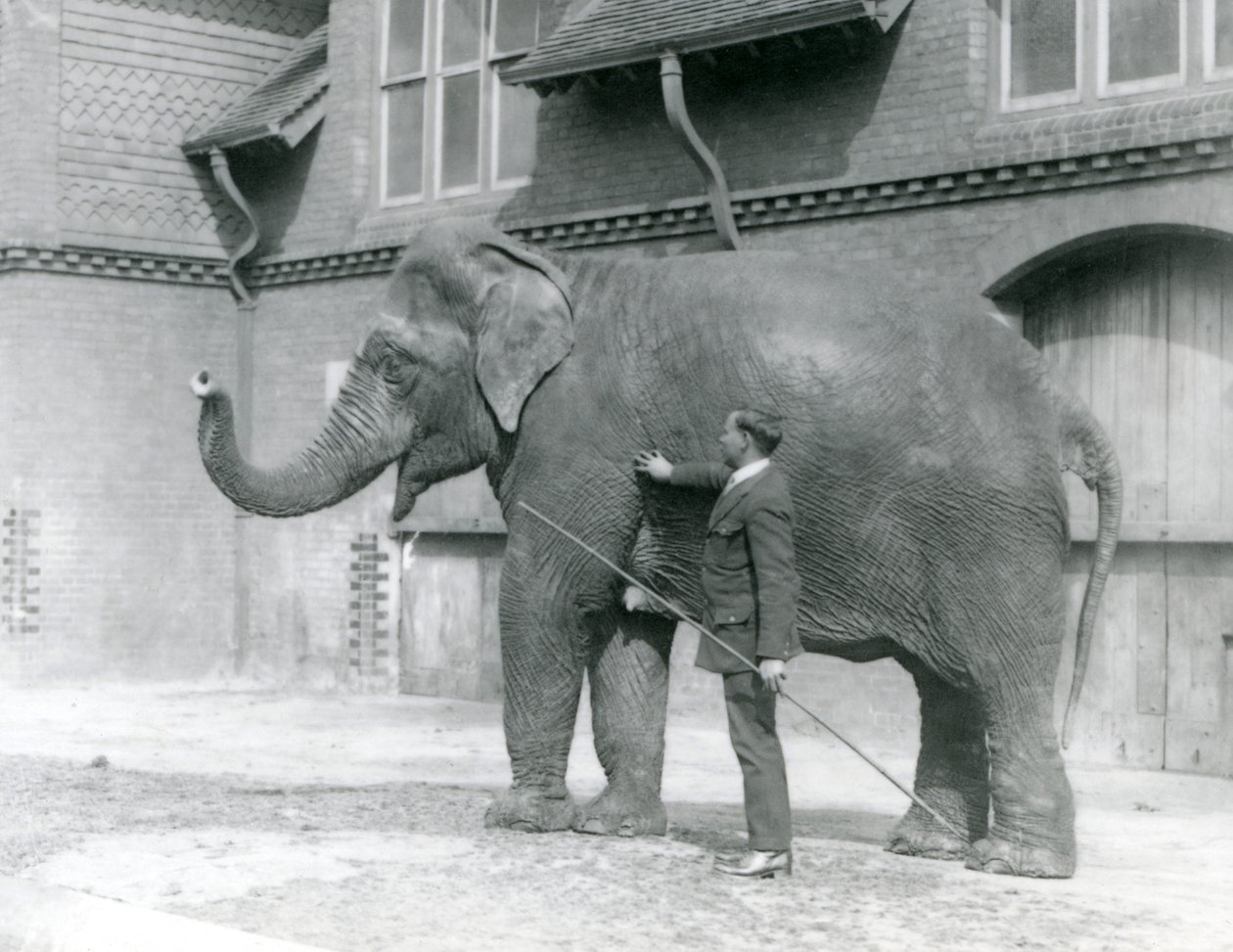 Syed Ali traint Indiarani voor het Olifantenhuis, London Zoo, augustus 1923 door Frederick William Bond