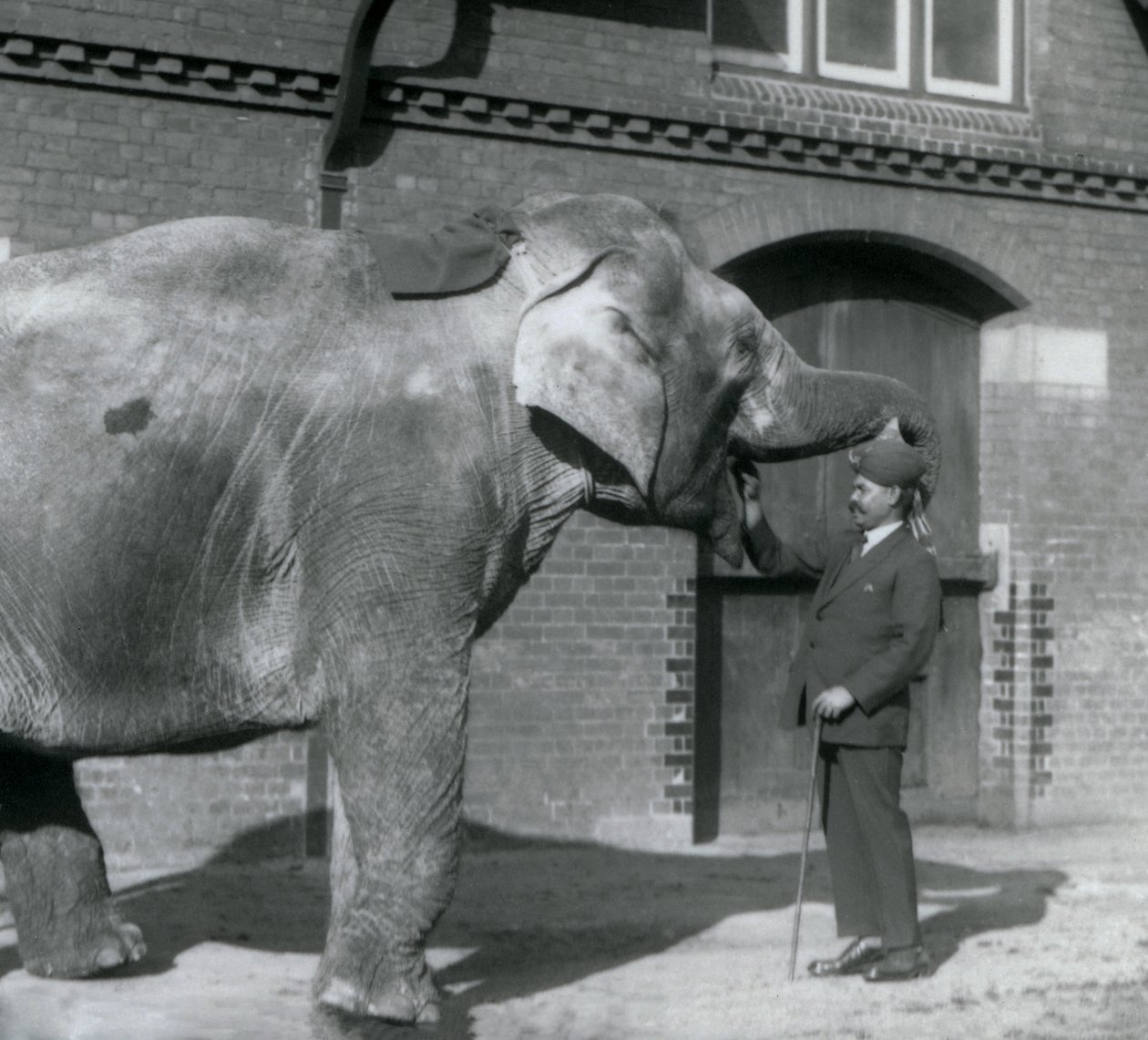 Syed Ali traint Indiarani voor het Olifantenhuis, London Zoo, oktober 1925 door Frederick William Bond