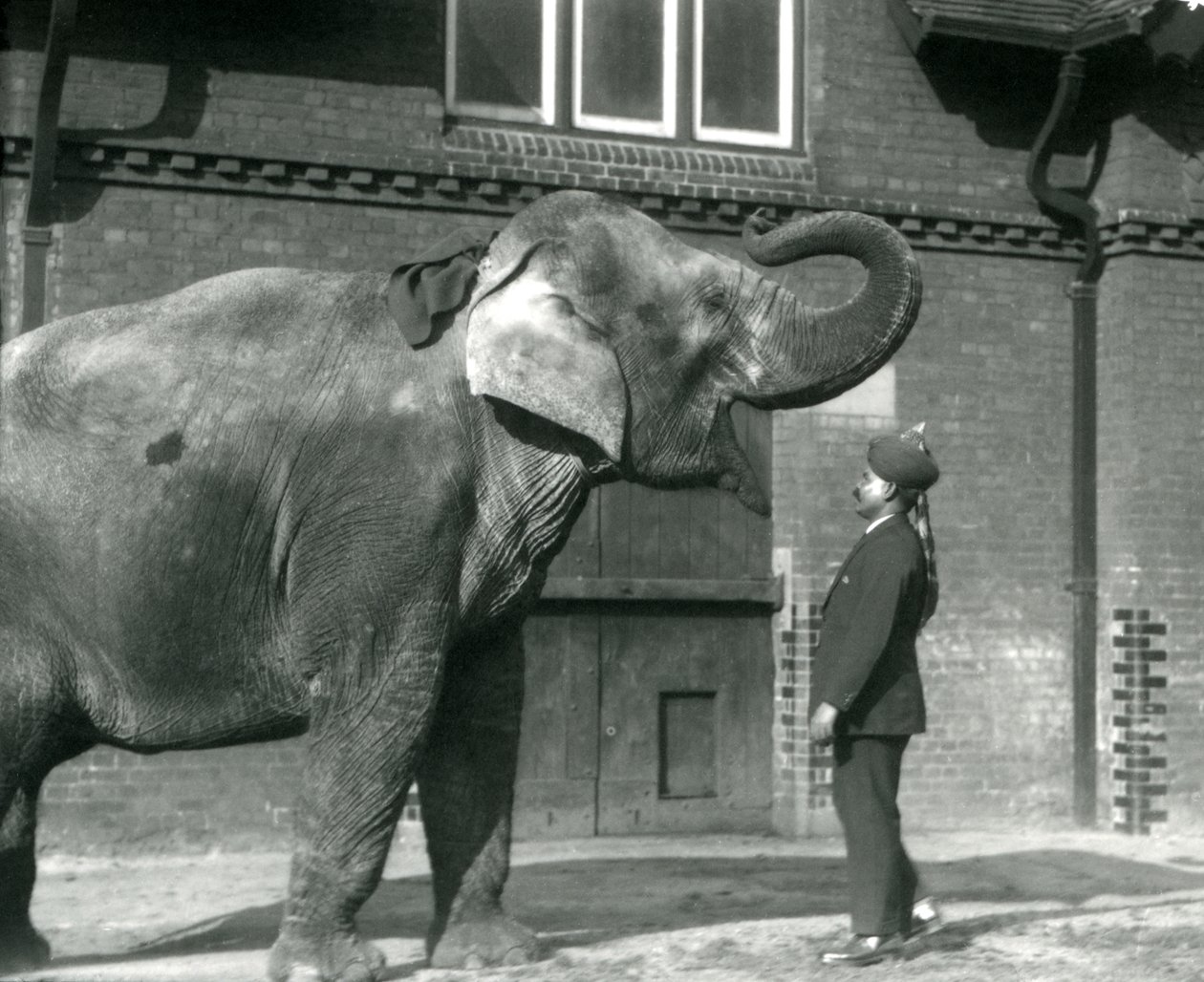 Syed Ali traint Indiarani voor het Olifantenhuis, London Zoo, oktober 1925 door Frederick William Bond