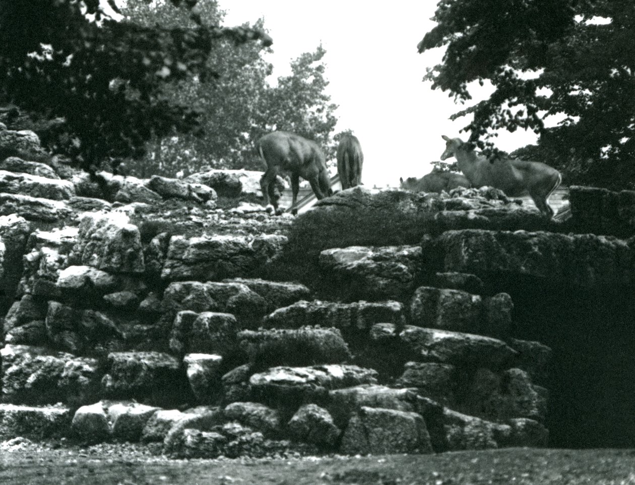 Het elandantilopenverblijf in de London Zoo in juni 1924 door Frederick William Bond