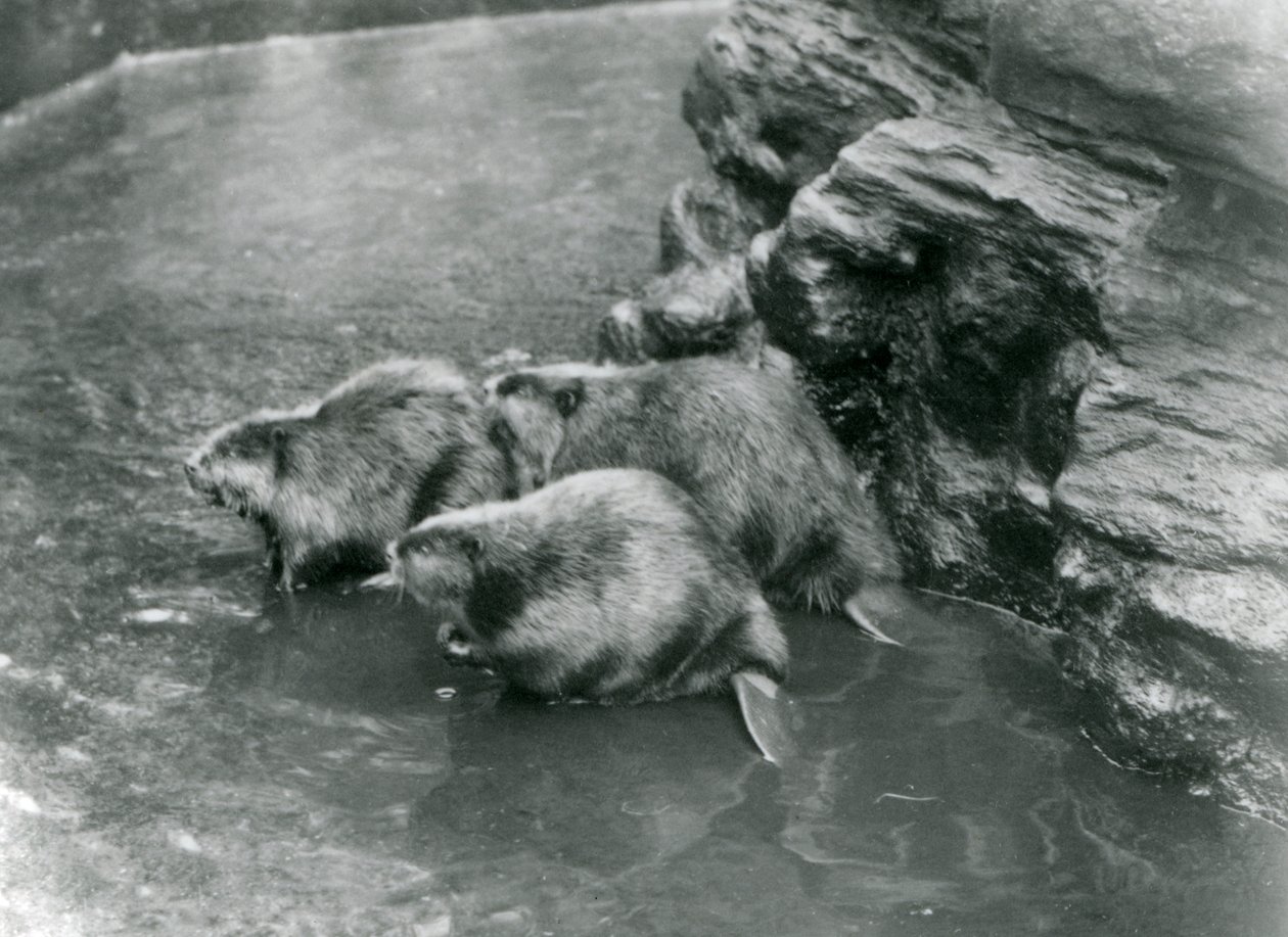 Drie bevers in hun zwembad in London Zoo, jaren 1920 door Frederick William Bond