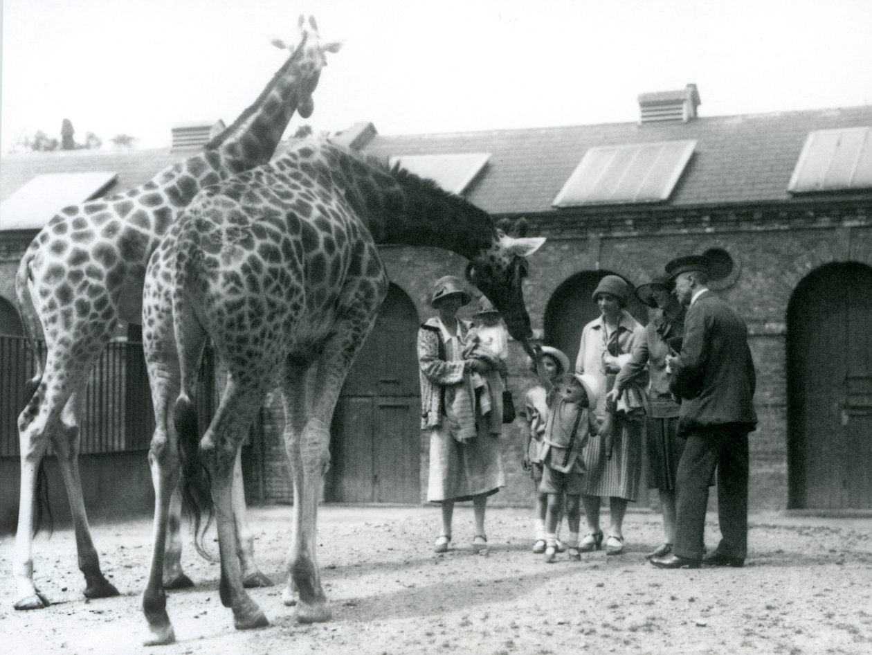 Drie dames met drie kleine kinderen bezoeken de Giraffe in hun paddock buiten het Giraffenhuis, London Zoo, juli 1926 door Frederick William Bond