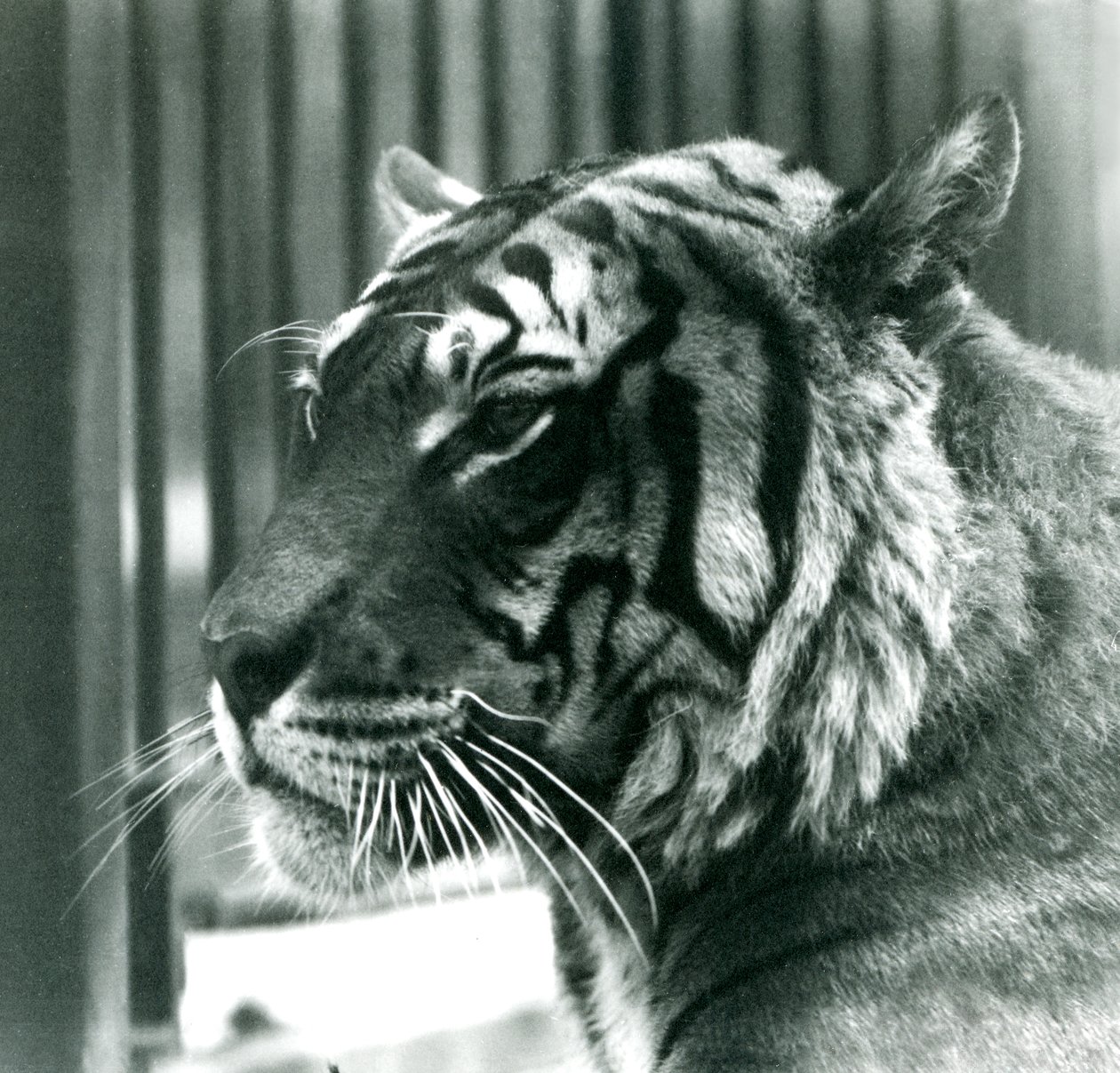 Tijger Sam in London Zoo in 1925 door Frederick William Bond