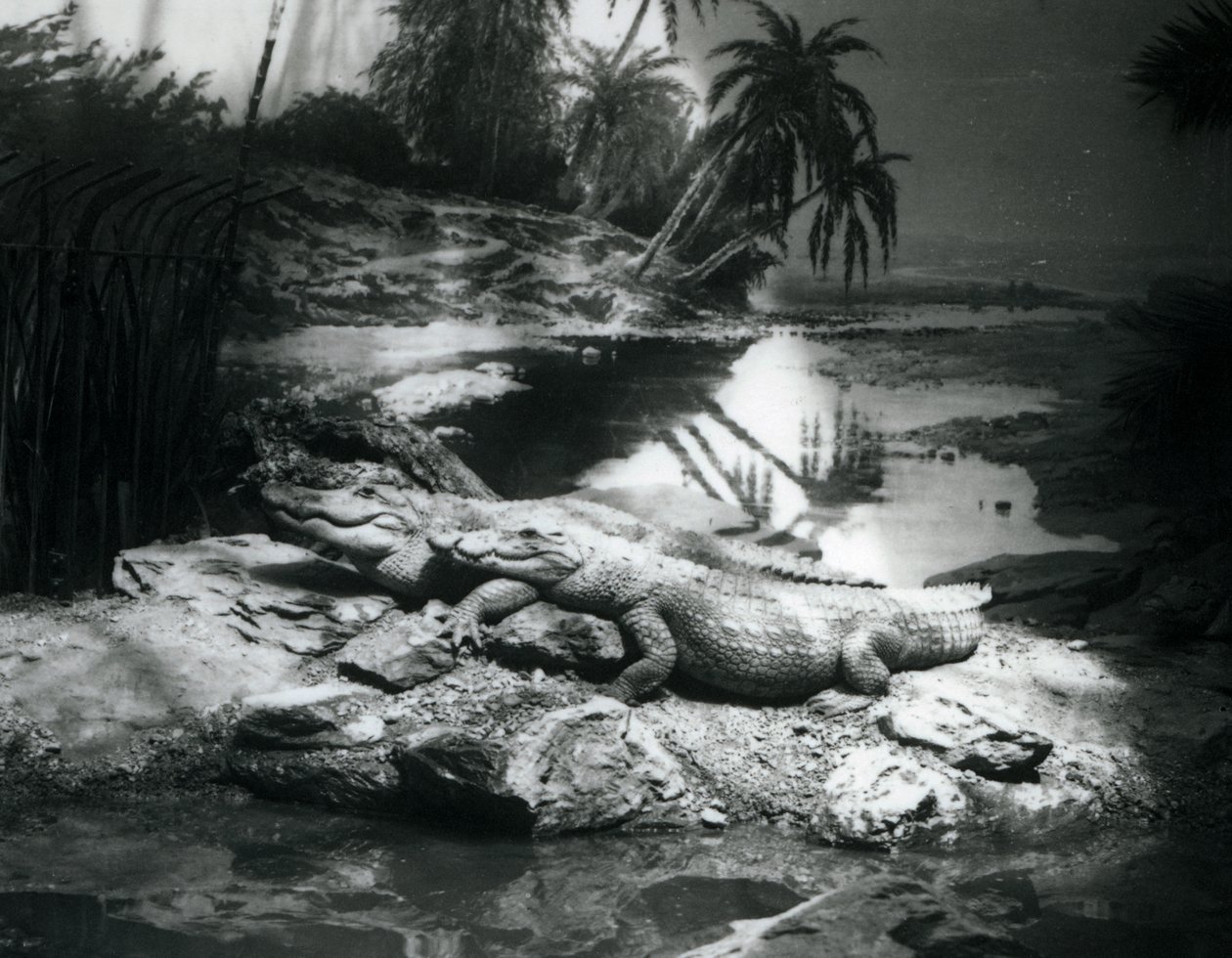 Twee Alligators in een panoramische setting, London Zoo, juni 1927 door Frederick William Bond