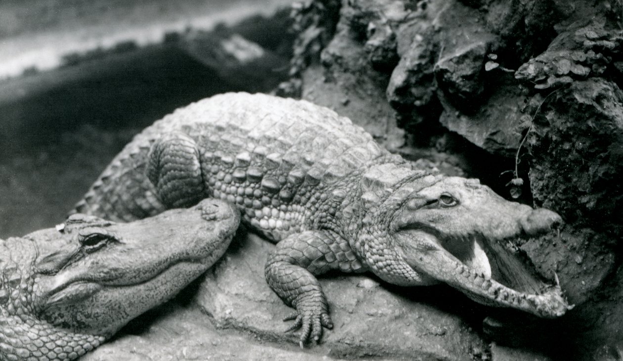 Twee Amerikaanse Alligators in de London Zoo, juli 1914 door Frederick William Bond