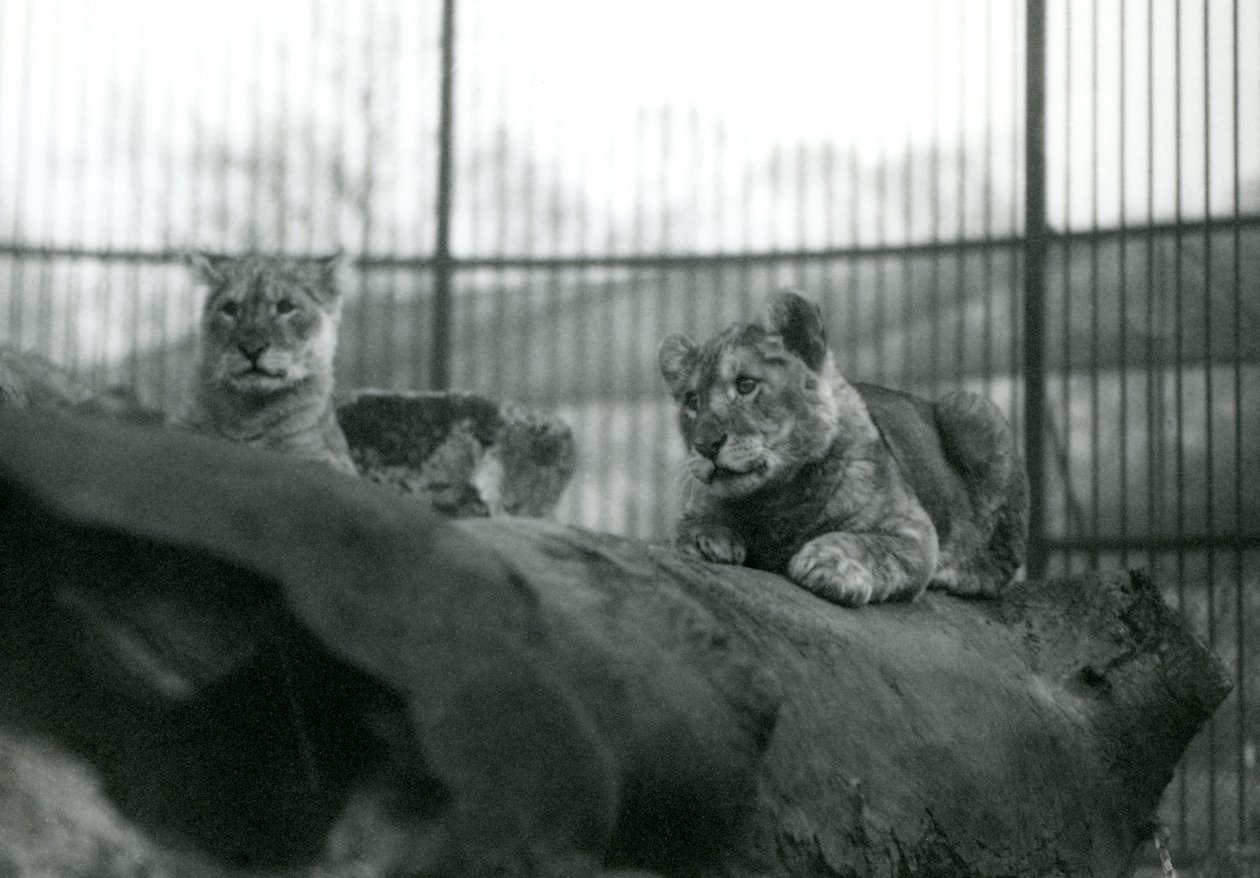 Twee leeuwenwelpen, geboren in de menagerie, in hun verblijf in de London Zoo door Frederick William Bond