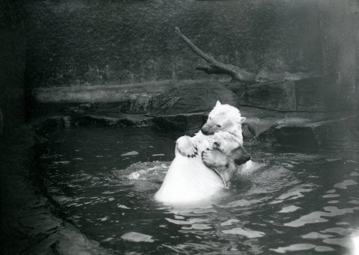 Twee ijsberen, waaronder een jong, knuffelen en spelen in een zwembad in de London Zoo, juni 1922 door Frederick William Bond