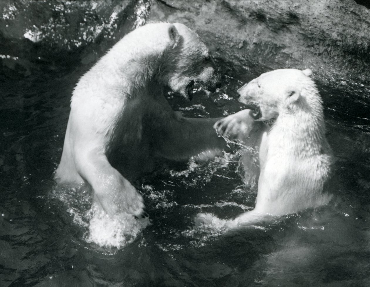 Twee IJsberen spelend in hun zwembad in de London Zoo in 1926 door Frederick William Bond