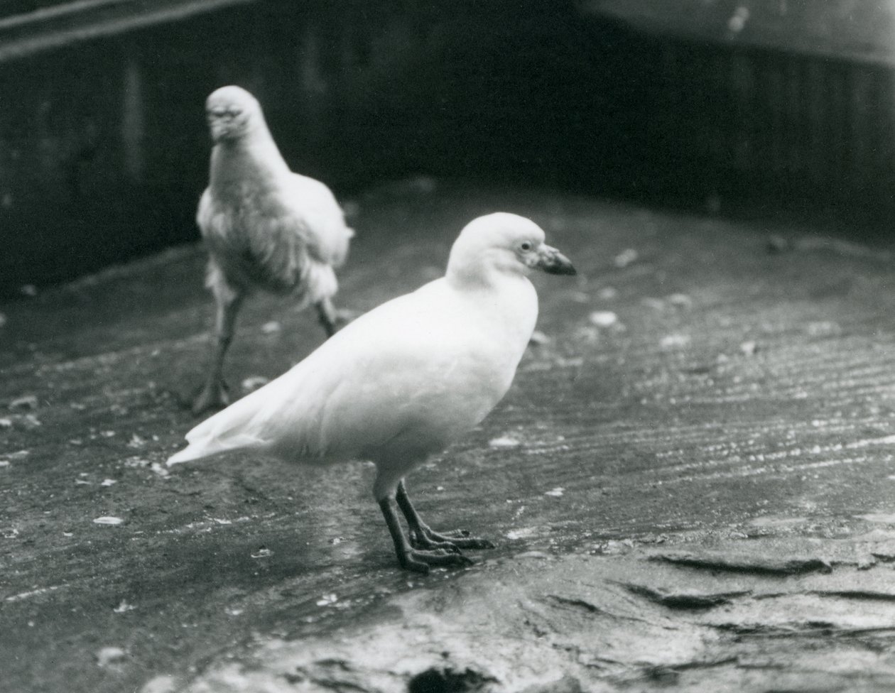 Twee Sneeuwschedebillen staand en lopend op de grond in de London Zoo, augustus 1927 door Frederick William Bond