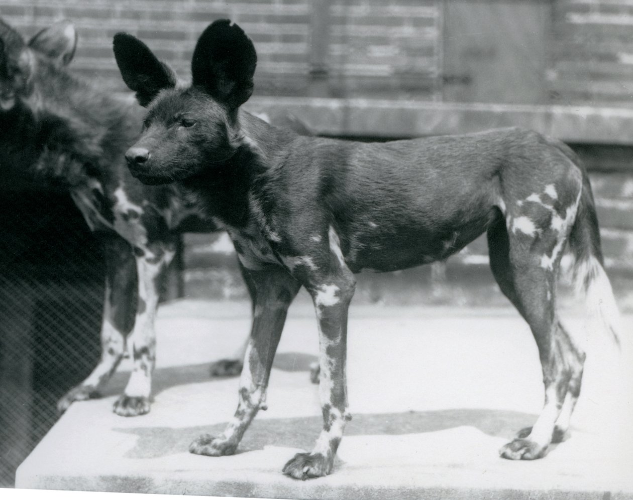 Twee Somalische wilde honden in de London Zoo, juli 1925 door Frederick William Bond