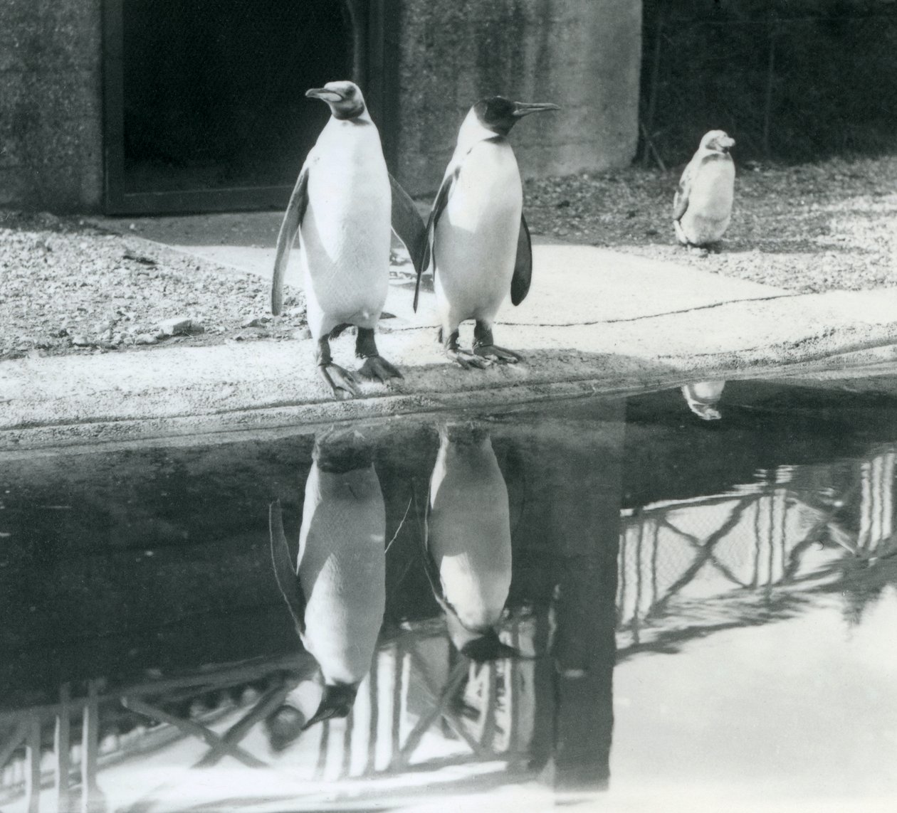 Twee volwassen koningspinguïns bij hun zwembad met hun reflecties in het water, London Zoo door Frederick William Bond
