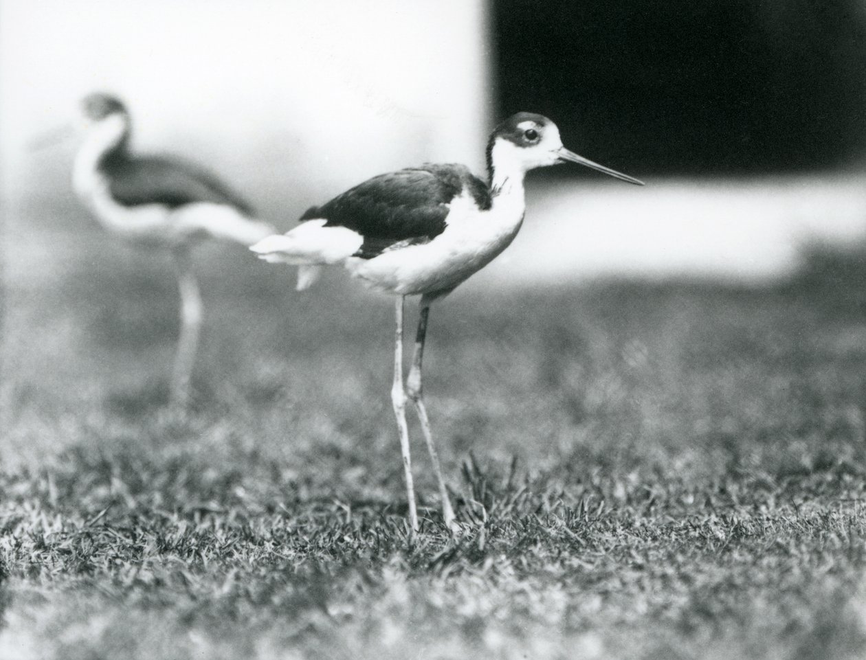 Twee zwartneksteltlopers staand op gras, London Zoo, juli 1925 door Frederick William Bond
